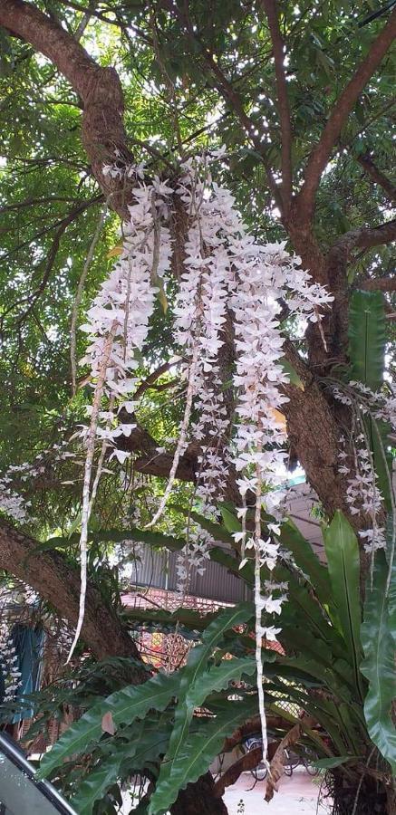 Linh Soi Homestay Mai Chau Eksteriør bilde